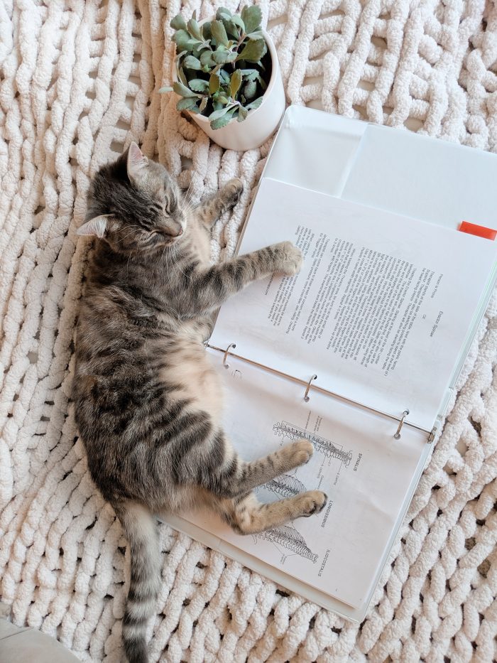 picture of a kitten sleeping on an open binder